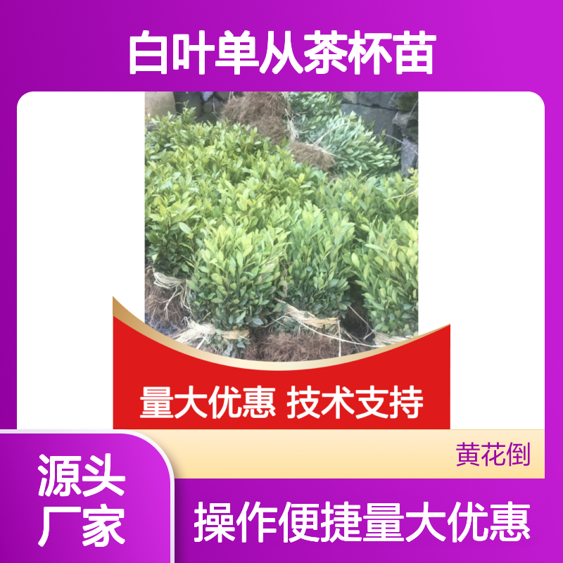 专业种植白叶单从茶杯苗 农户直供 技术领先 诚信经营