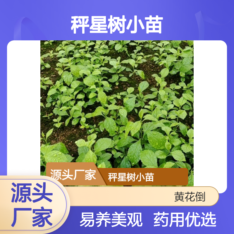 秤星树小苗 园林种植优选 生长旺盛 适应性强 易于养护