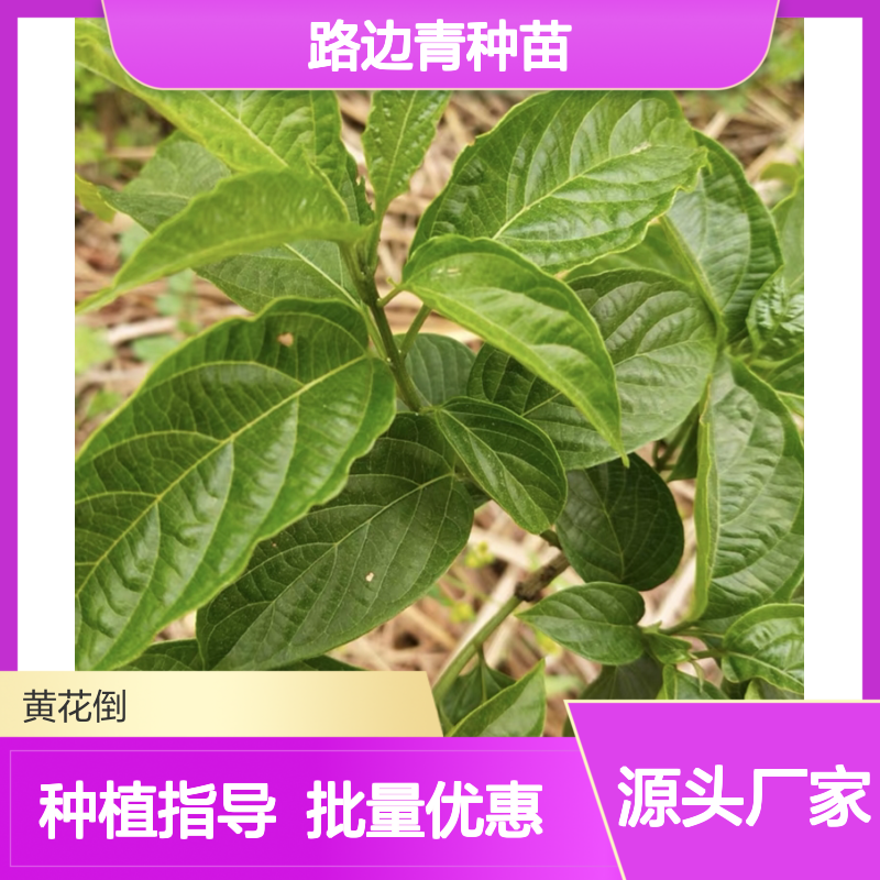 路边青种苗 批发基地直供 品质优良 移栽方便 成活率高