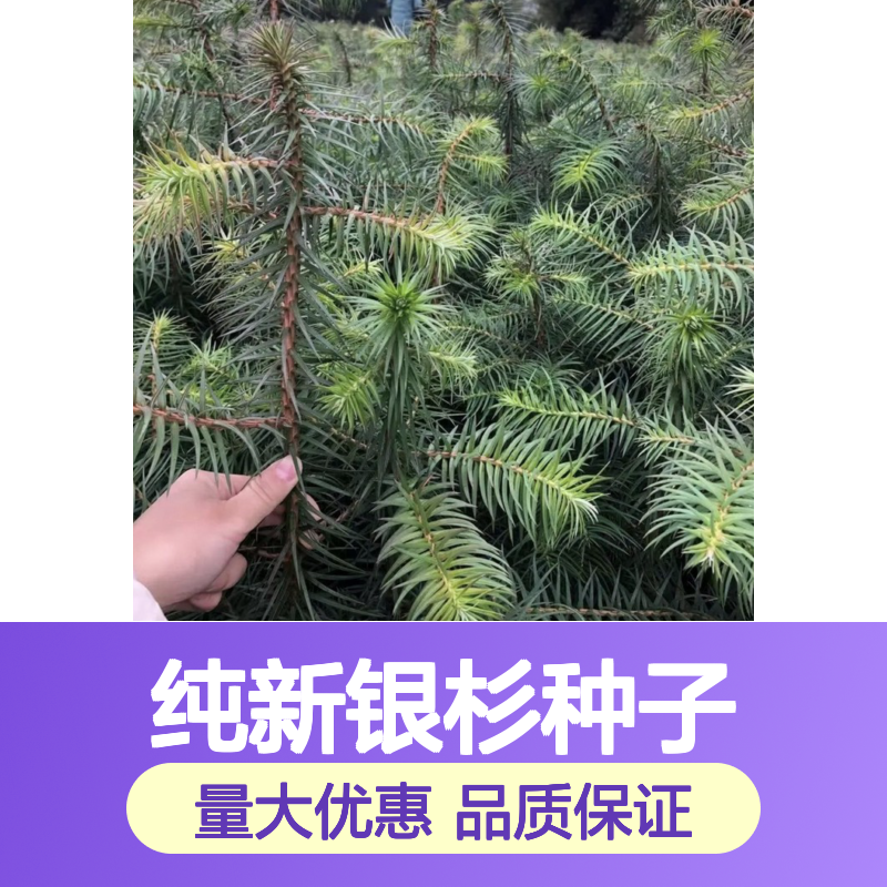当年纯新银杉种子 自产自销技术指导 适应性强
