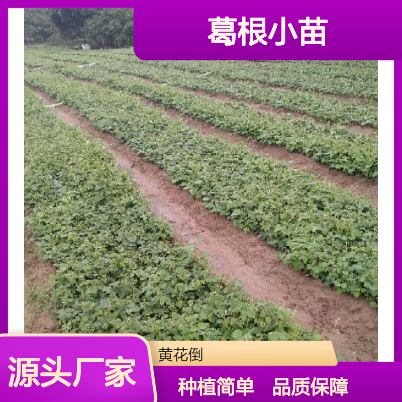 葛根小苗 粗壮藤本植物 园林种植优选 适应性强