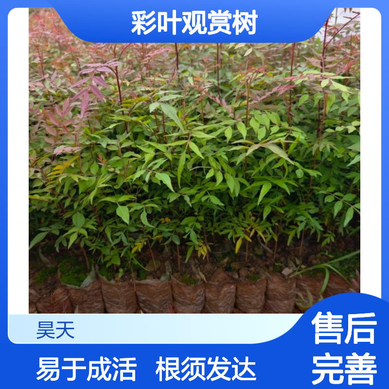 彩叶观赏树 黄连木苗木 H60-150CM 容器苗 根须发达易成活