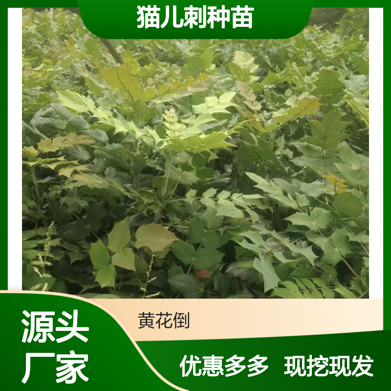 猫儿刺种苗 健壮易活生长快 品质优良 专业培育