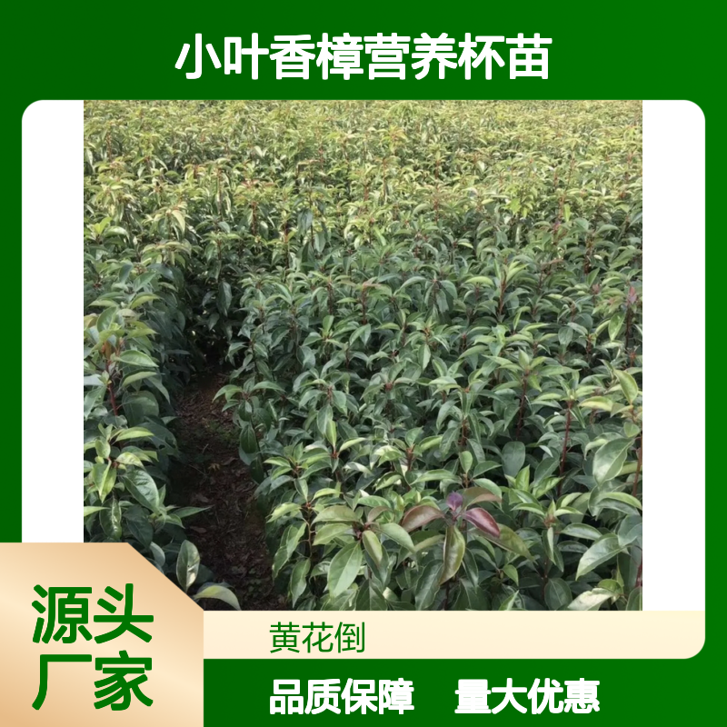 小叶香樟营养杯苗 批发种植区直供 四季常绿 雄伟壮观