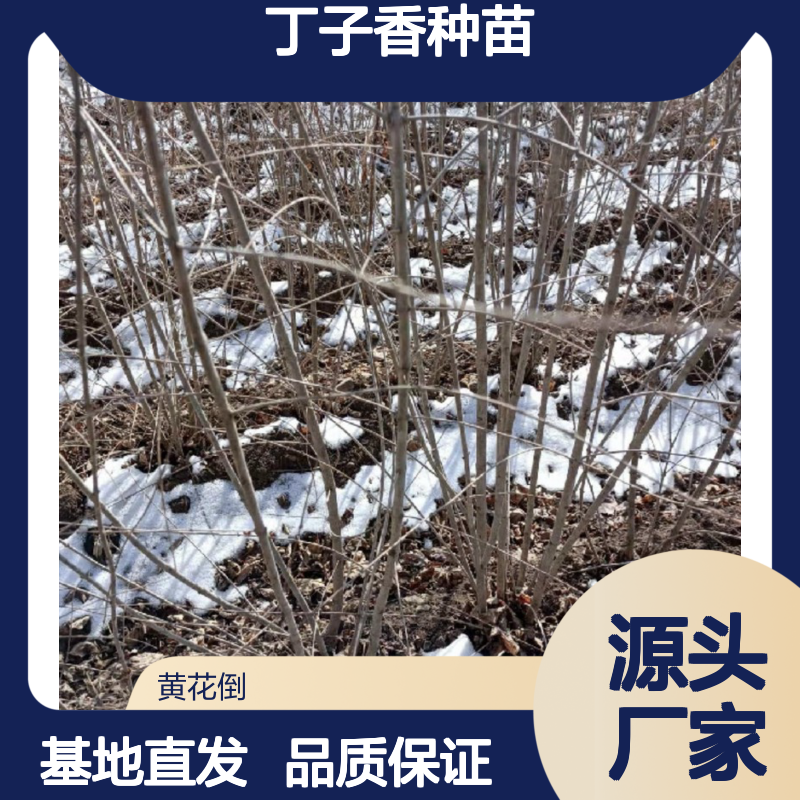 常年基地供应丁子香种苗 基地直发包教种植管理技术品质纯正可票