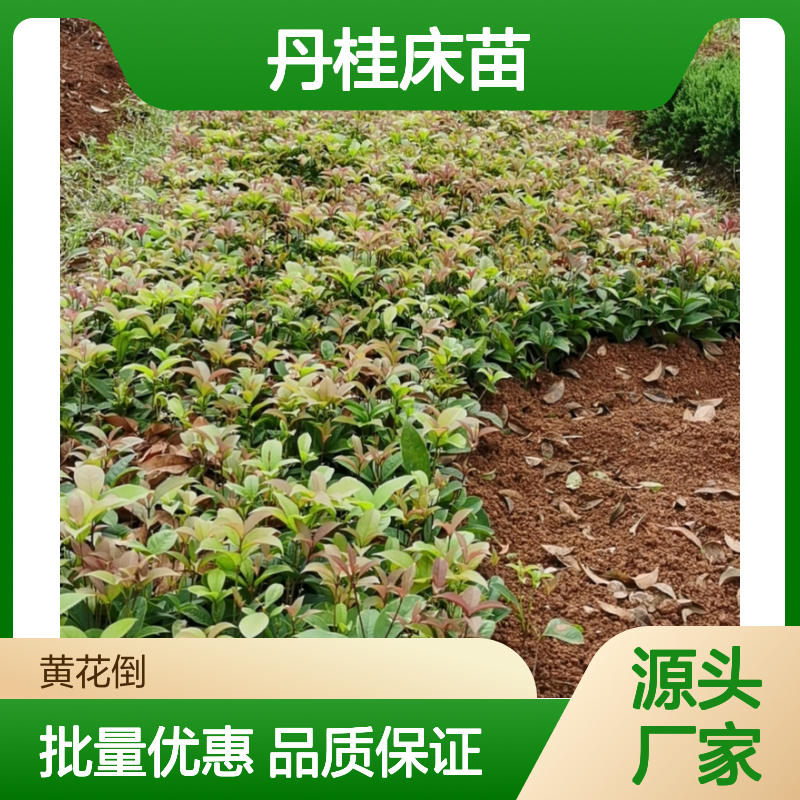 丹桂床苗基地直供 优良品种批发 生长旺盛 四季常绿