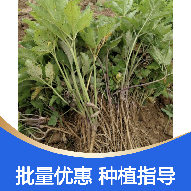 精选羌活小苗 羌活种植园出品 园林优选 根系发达