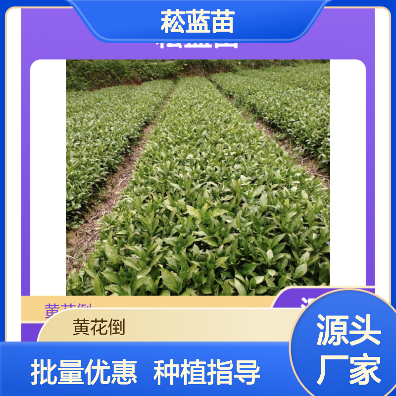 菘蓝苗基地直发 全程技术指导 品质优良 生长旺盛