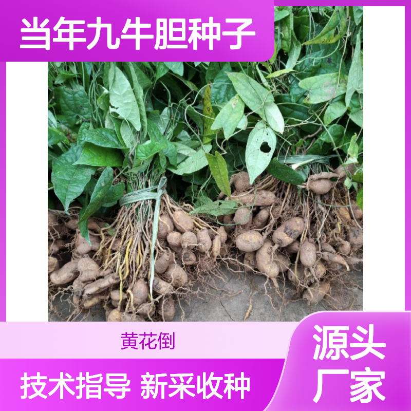 新采收当年九牛胆种子 苗木合作社自营免费技术指导