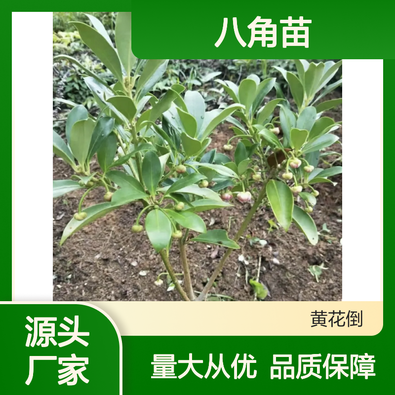 东荣八角苗 百亩种植园直供 品质优良 生长旺盛
