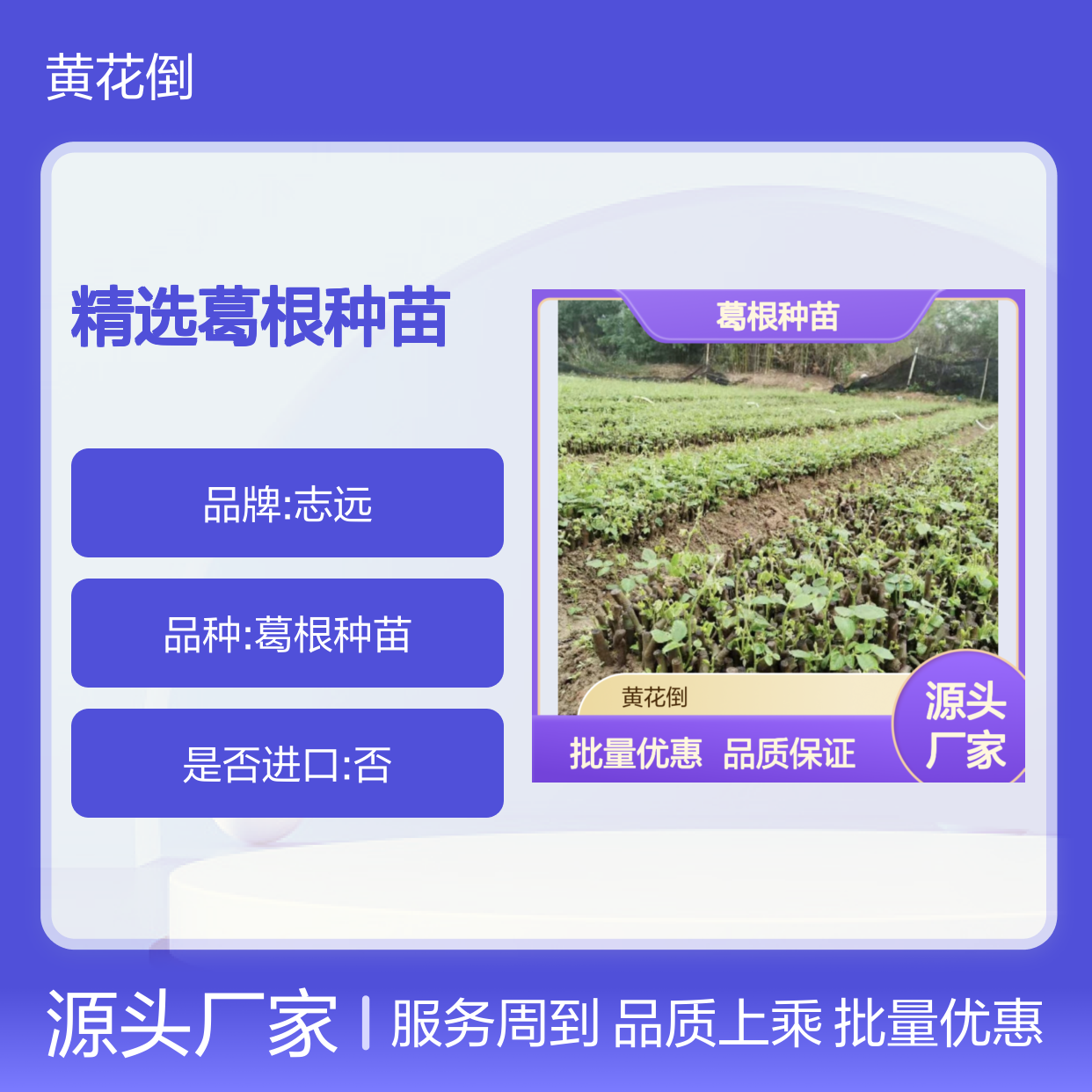 精选葛根种苗 园林种植优选 全国供应 品质保证