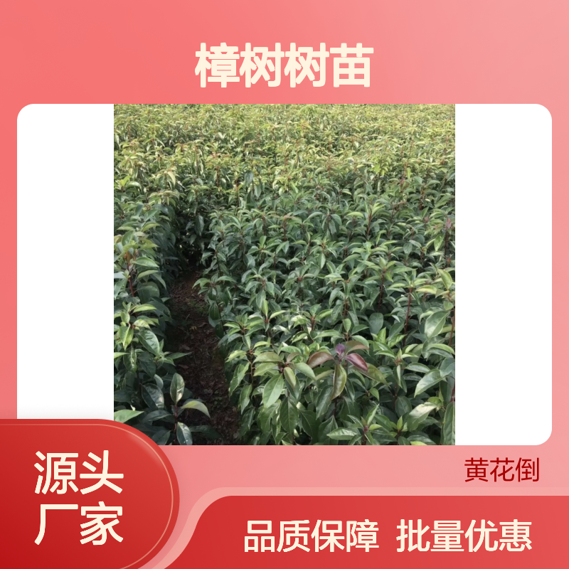 樟树树苗 百亩基地直供 批量种植 成活率高 绿化优选