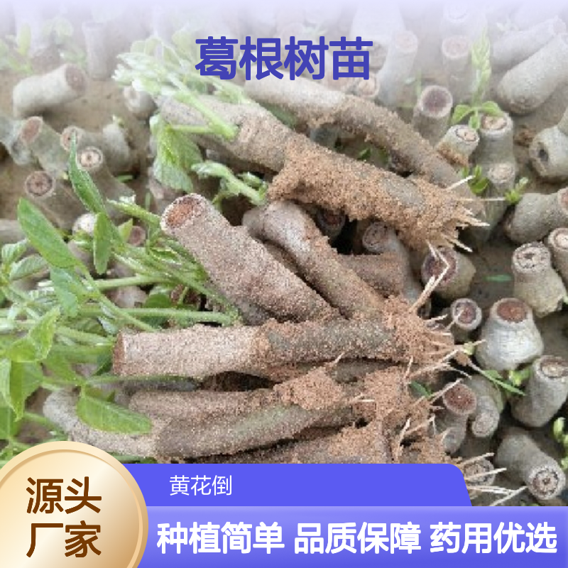葛根树苗 粗壮藤本 药用植物 适应性强 广泛分布