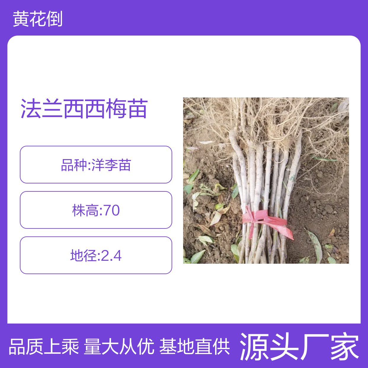法兰西西梅苗 批发种植 高效管理 芳香甜美 肉质柔韧