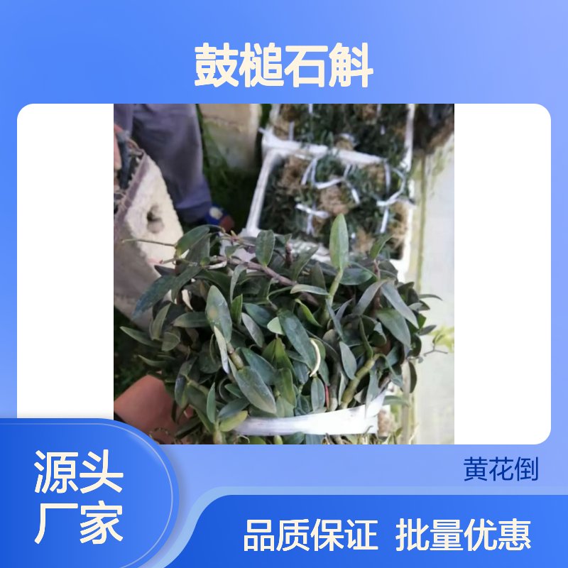 精选鼓槌石斛种苗 专业种植基地 品质优良 适应性强