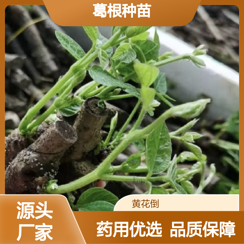 葛根种苗 粗壮藤本 药用植物 适应性强 全国发货