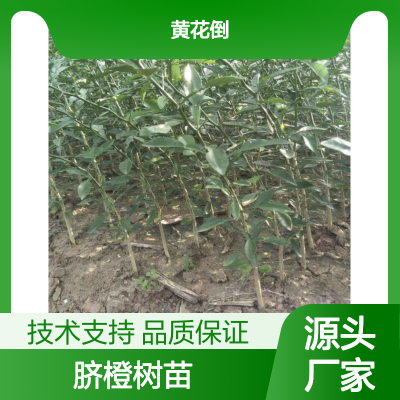 脐橙树苗 优质品种 高产栽培 果实鲜美 营养丰富