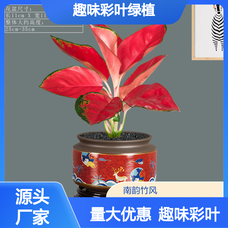 如意皇后盆栽 办公桌面趣味彩叶绿植 办公室植物租摆品种 南韵竹风