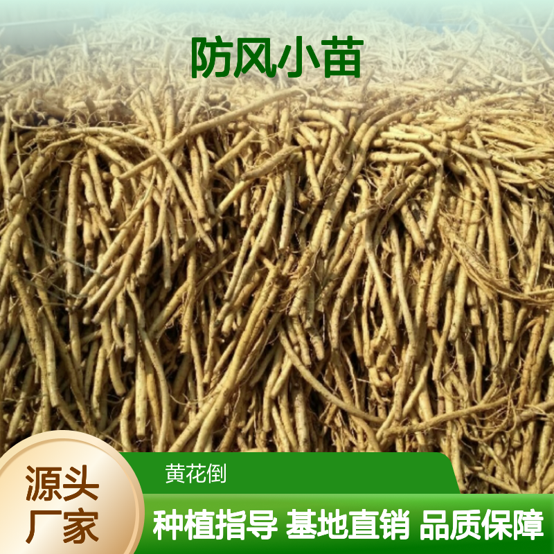 防风小苗批发 种子繁殖技术强 品质优良 药食同源