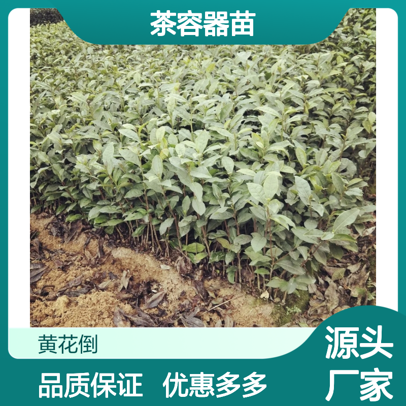 专业合作社培育 福云6号茶容器苗 产地直发 品质优良