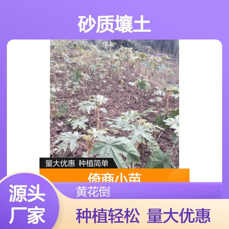 倚商小苗 砂质壤土栽培优选 常绿灌木 生长迅速
