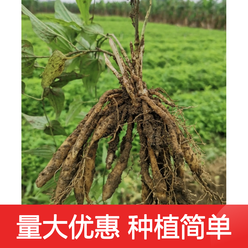纯新百部草种子 当年新鲜 园林种植 技术指导 生长迅速