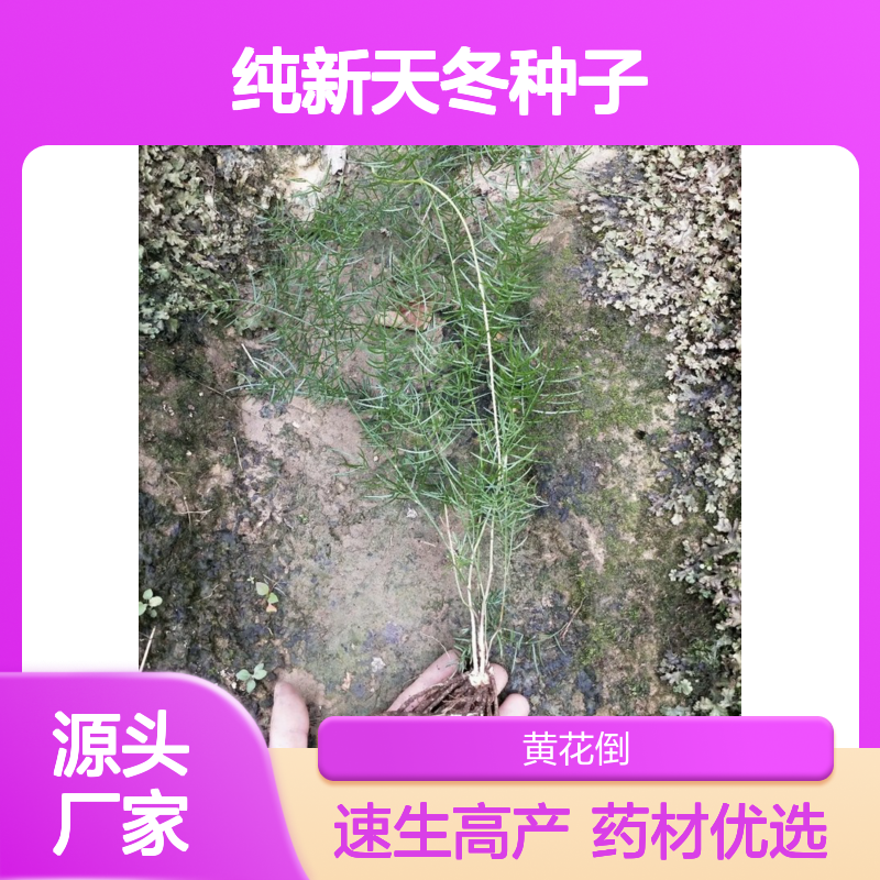 纯新天冬种子 高产栽培品种 药用广泛 适应性强