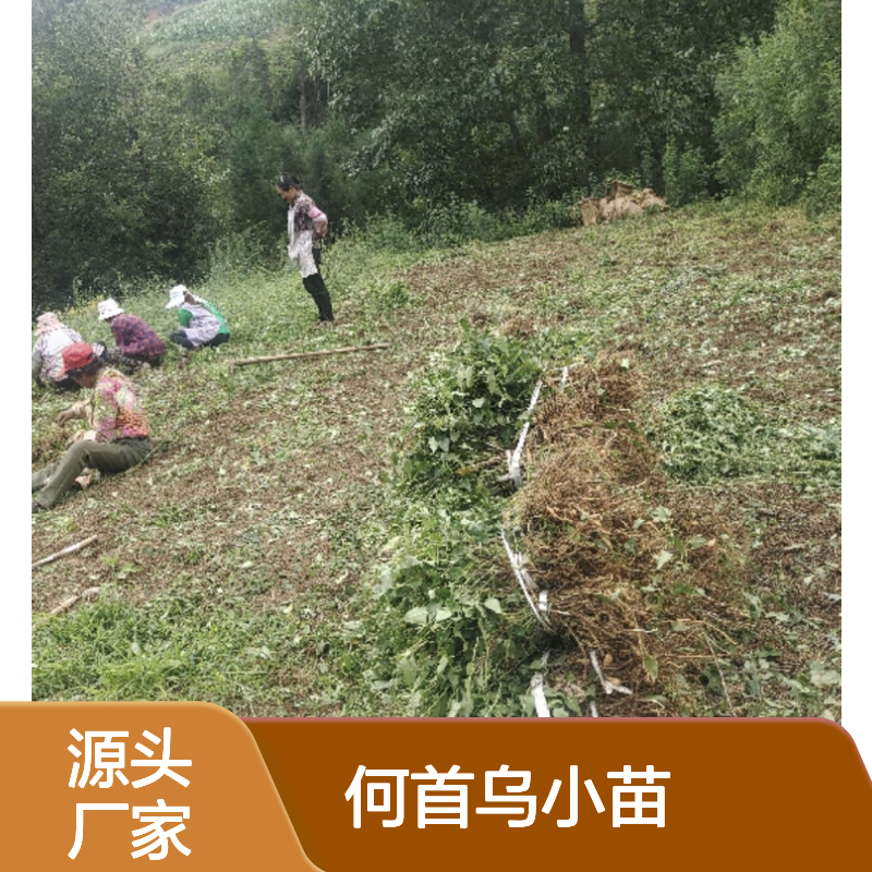 何首乌小苗 基地直供 多年生植物 品质优良 易于管理