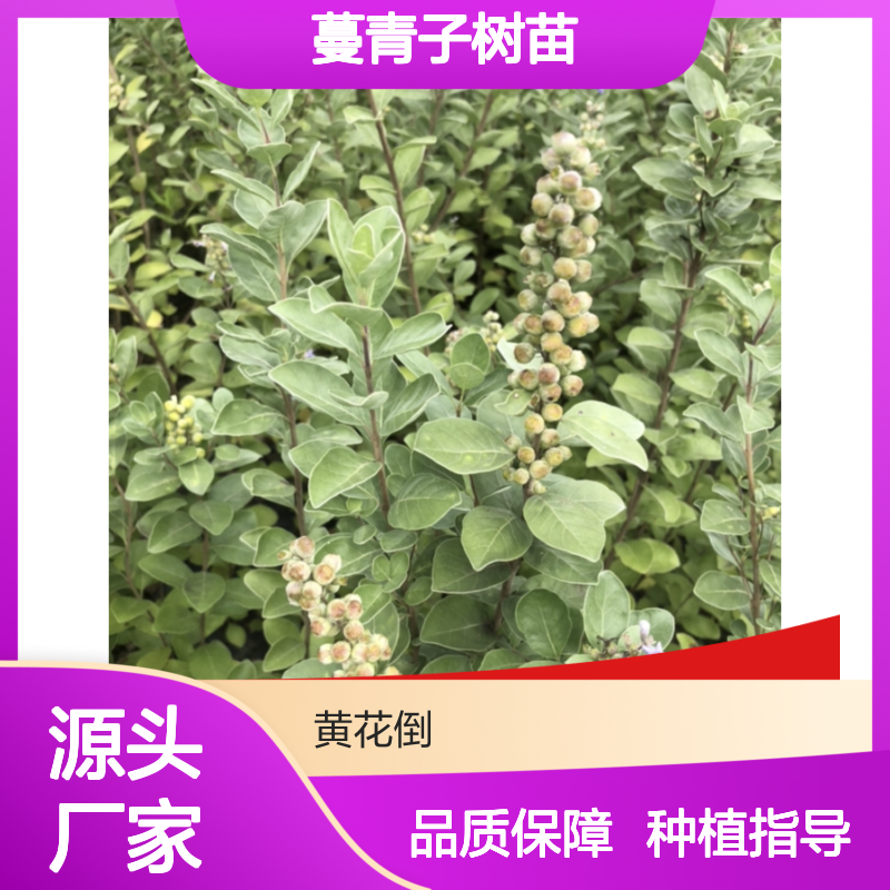 蔓青子树苗 百亩基地直供 耐盐碱性强 管理简便