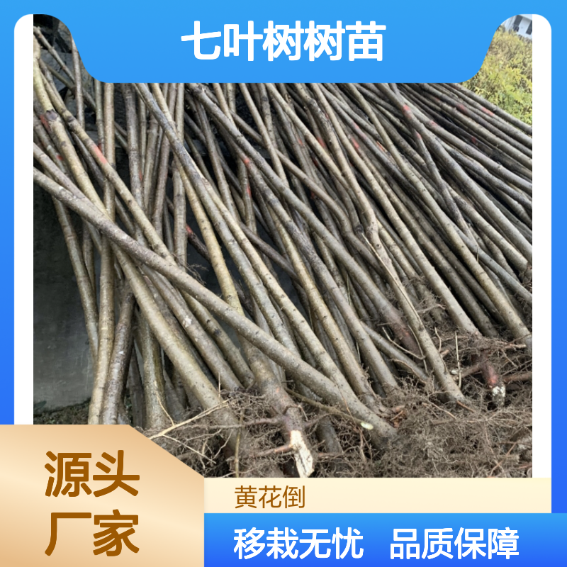 七叶树树苗 园林常绿灌木 主根深壮 耐寒耐旱 生长迅速