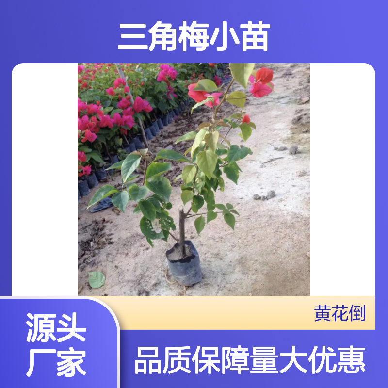 三角梅小苗 批发供应 百亩种植园出品 成活率高