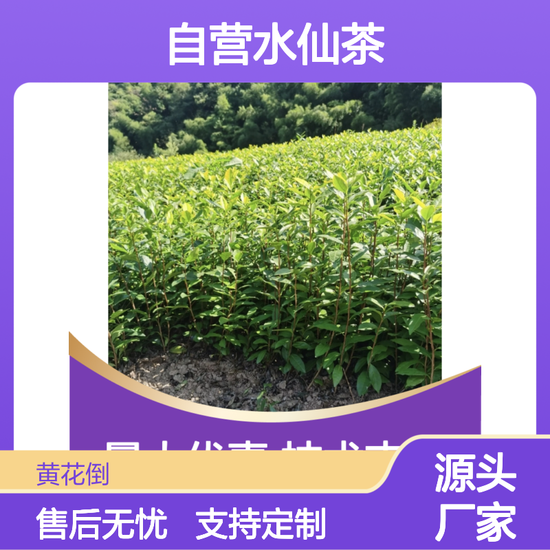 苗木合作社自营水仙茶小杯苗 园林绿化优选 品质保证