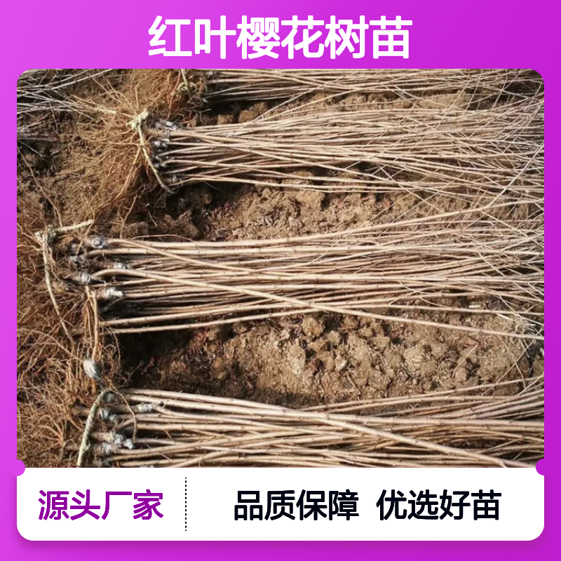 红叶樱花树苗 批发供应 花开两季 自然杂交 园林优选