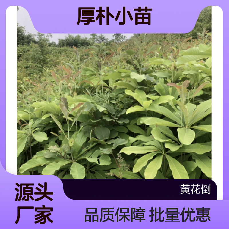 厚朴小苗 木兰科落叶乔木植物 品种纯正 生长旺盛
