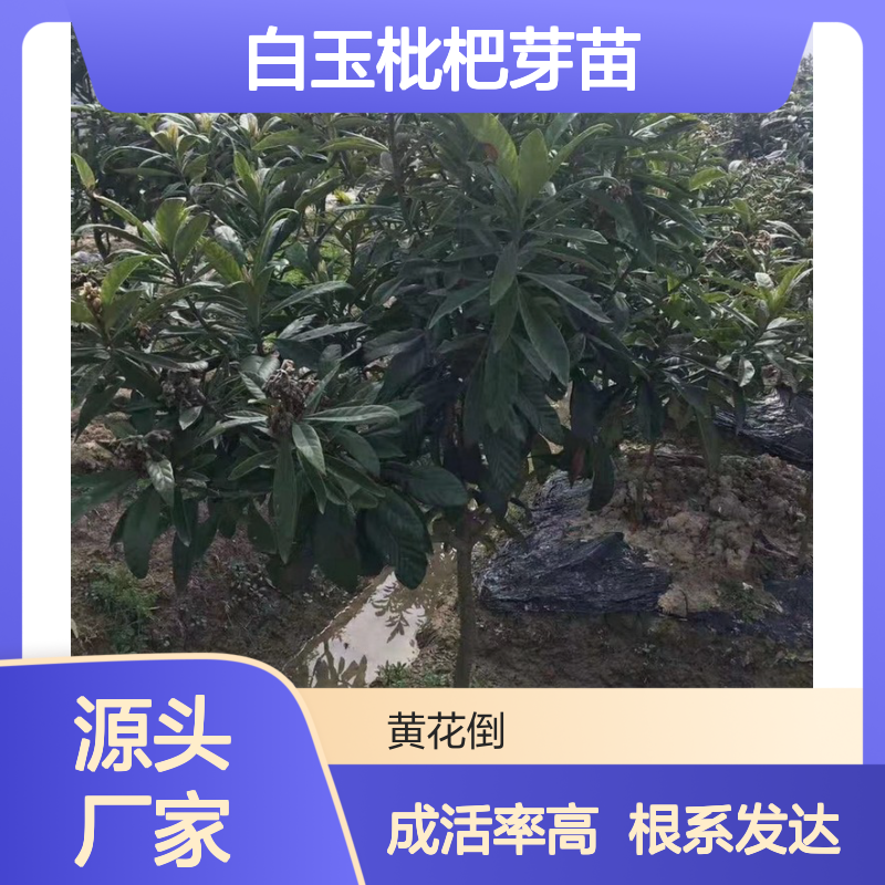 基地批发 白玉枇杷芽苗 多年生根系发达 成活高规格齐全
