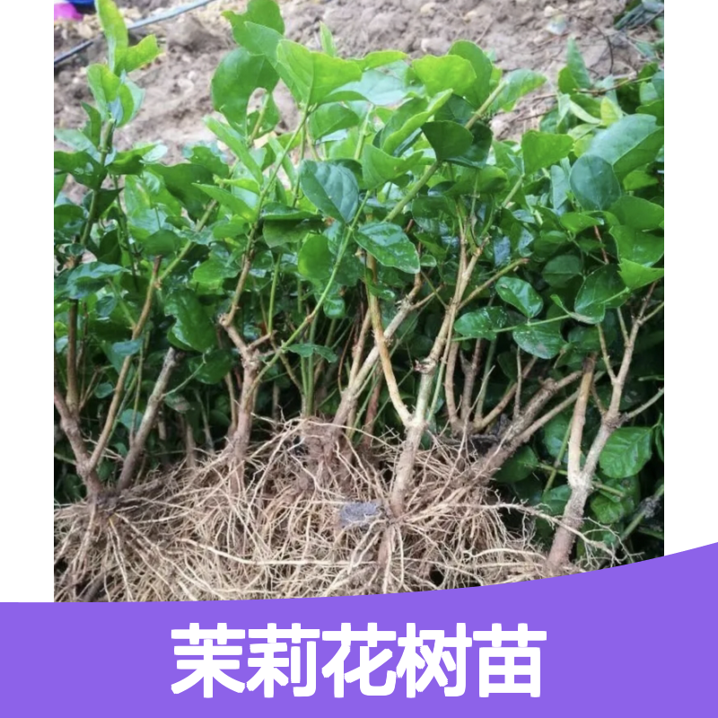 茉莉花树苗 批发基地直供 双瓣茉莉 管理简单 枝繁叶茂