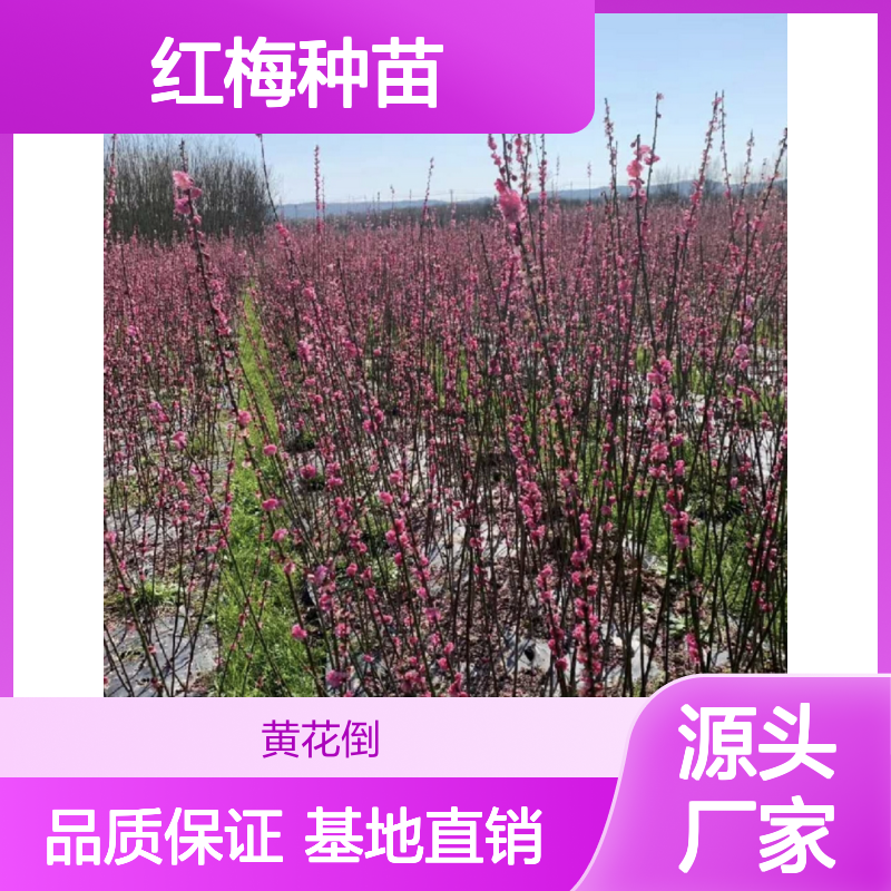 红梅种苗 批发供应 百亩主产区直供 花色艳丽 耐寒性强