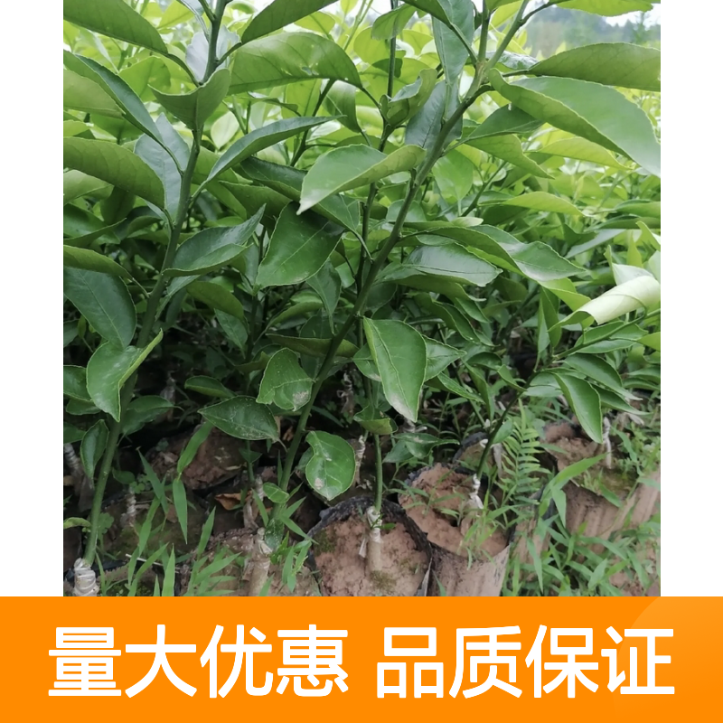 爱媛38号柑橘苗 批发种植 高档宽皮杂柑 果形美观