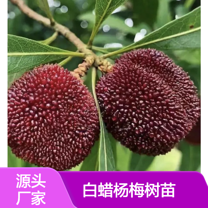 白蜡杨梅树苗 华东地区优选品种 果大味甜 适应性强