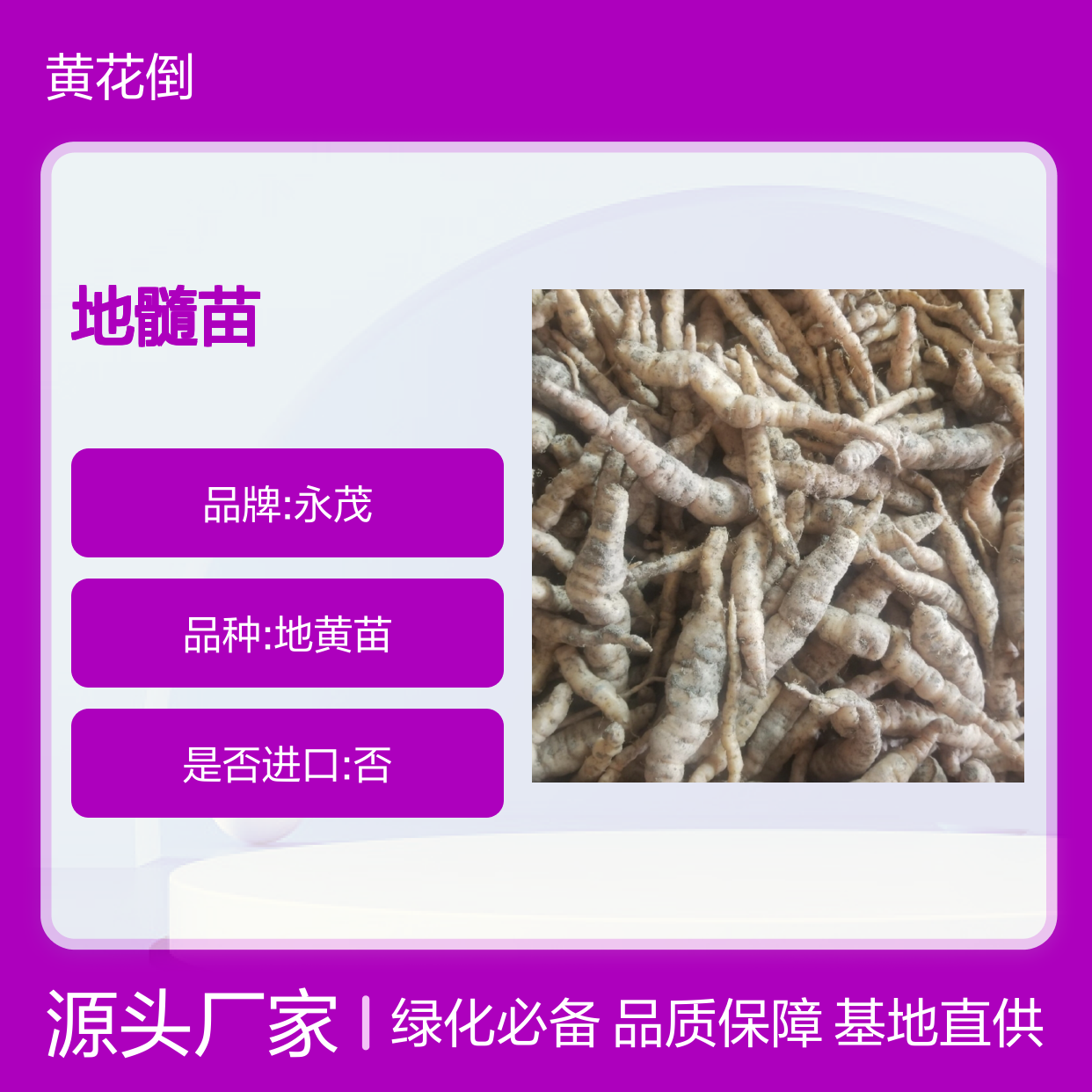 地髓苗批发 优质地髓种植苗 健壮无虫 生长迅速