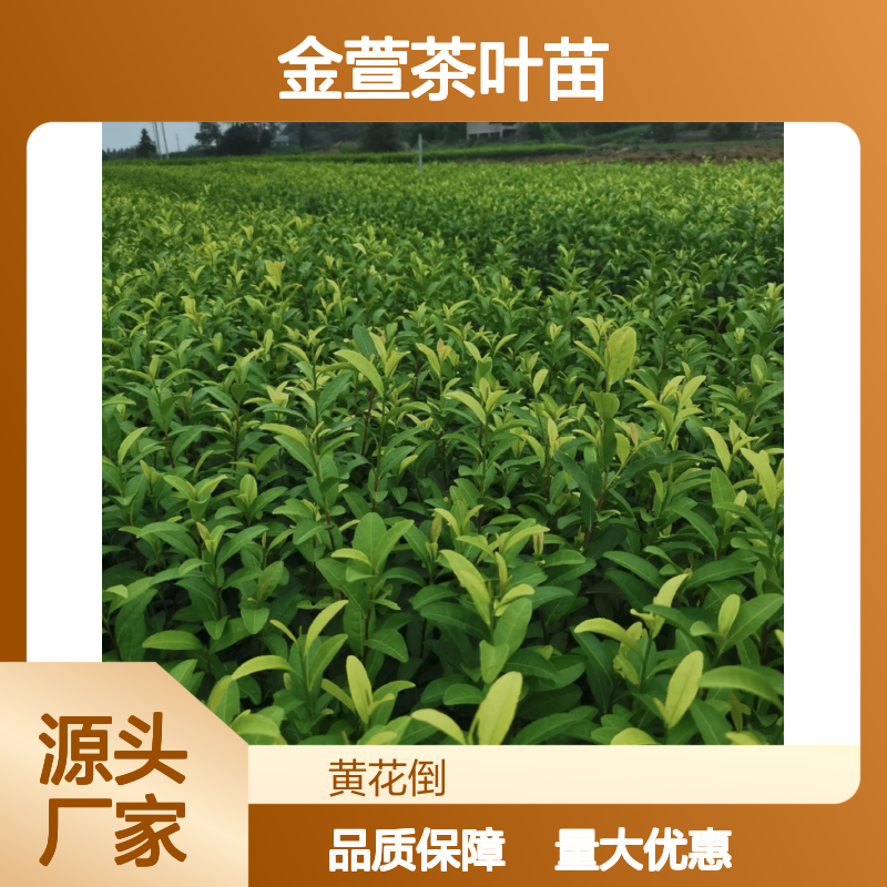 金萱茶叶苗批发 园林植物优选 绿色健康 易种易活