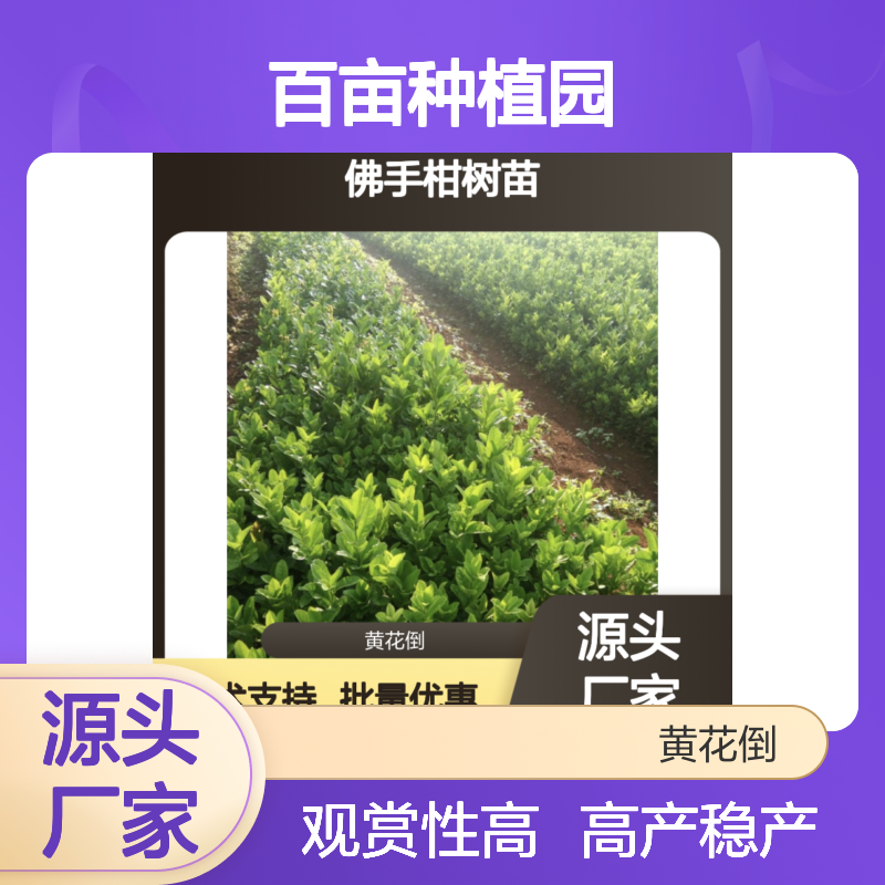 佛手柑树苗 批发供应 百亩种植园直供 品质保证