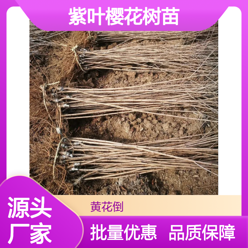 紫叶樱花树苗 批发种植 园林优选 耐寒耐旱 生长迅速