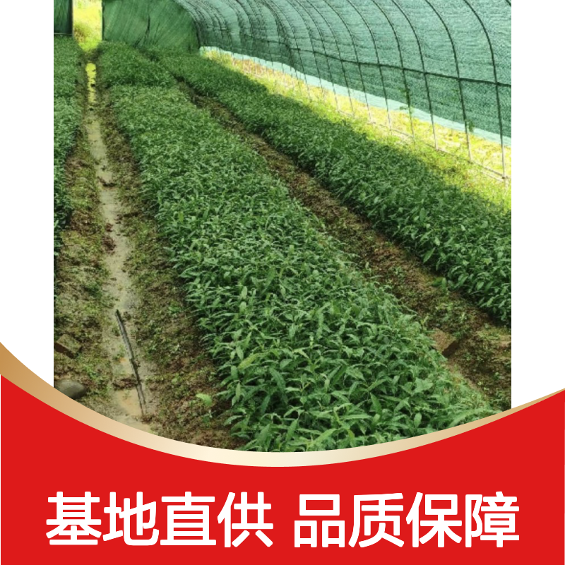 基地批发山香圆种苗 基地直发包教种植管理技术品质纯正可票