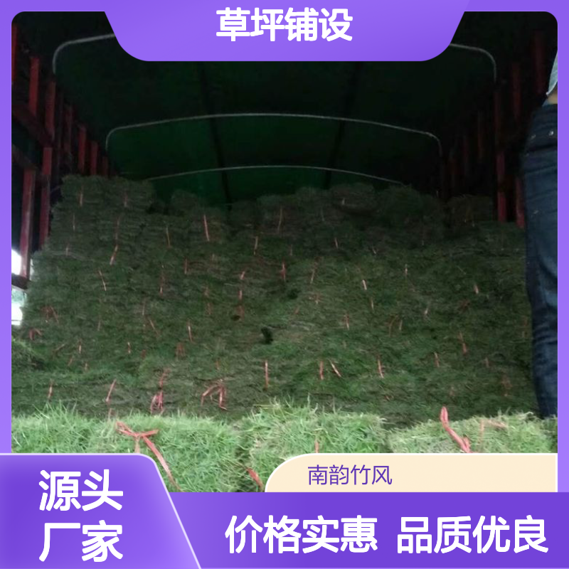 DIY草坪铺设 打造绿意庭院 玉龙草 福田大叶油草剪草