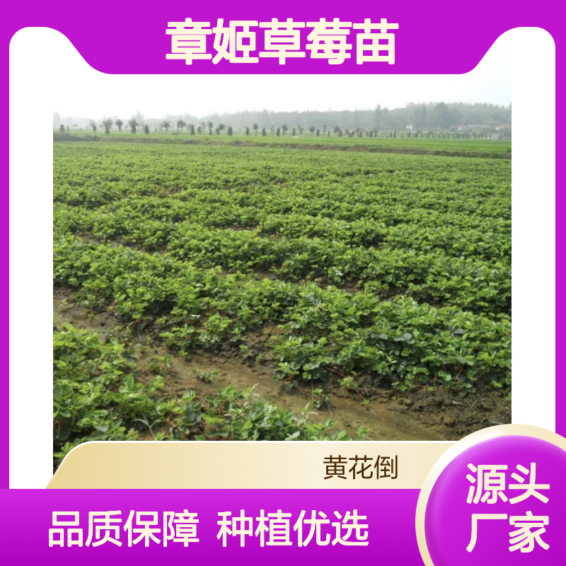 章姬草莓苗 百亩主产区直供 品种优良 栽培简单