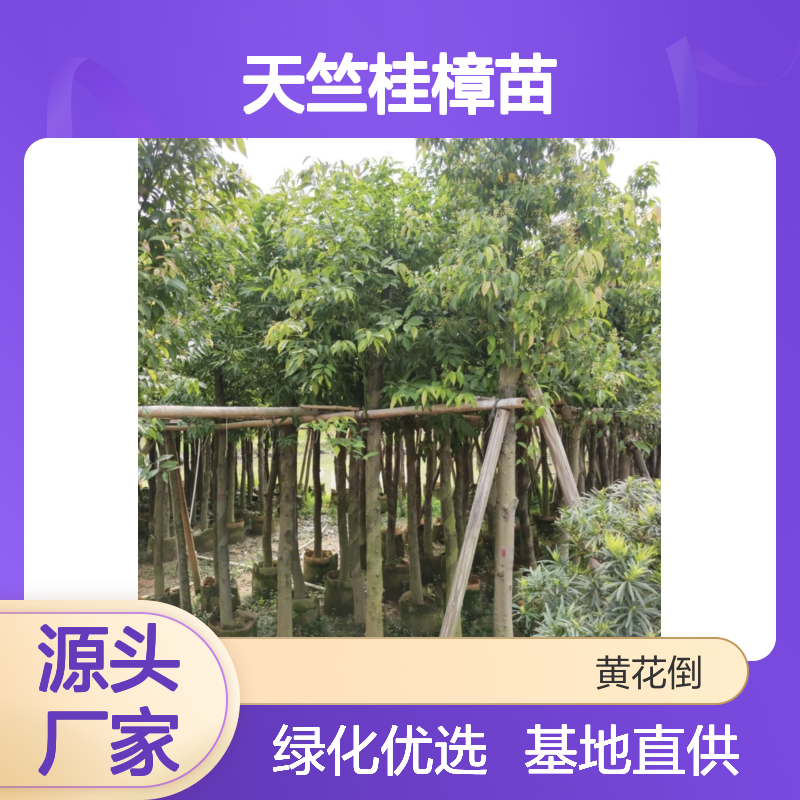 天竺桂樟苗 基地直供 绿化优选 适应性强 园林精品