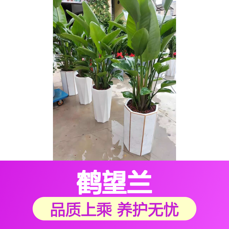 鹤望兰 天堂鸟绿植盆栽 实体花店 植物上门养护 南韵竹风