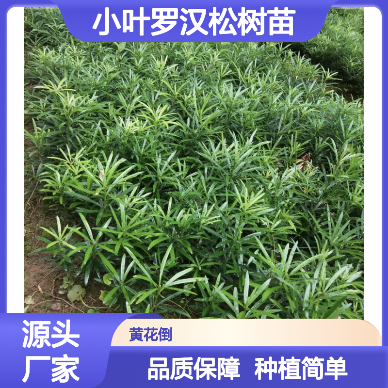 小叶罗汉松树苗 庭院绿化优选 易于扦插 适应性强