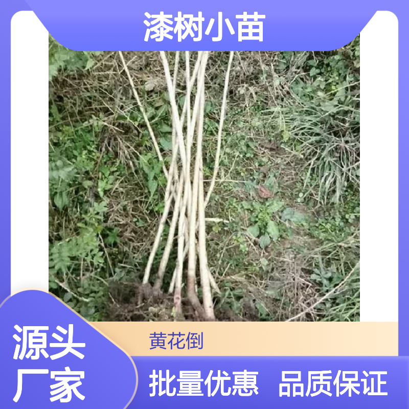 批发漆树小苗 园林植物常绿灌木 耐寒性强 品质优良